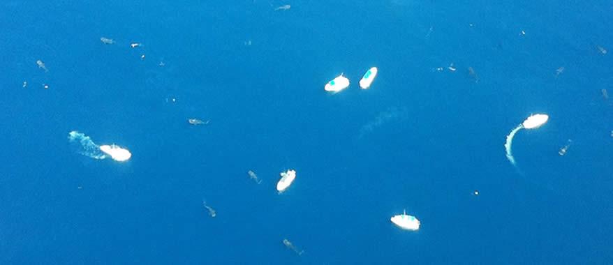 Tour Panoramico de observación de Tiburón Ballena | Cancun Airplane Tours 