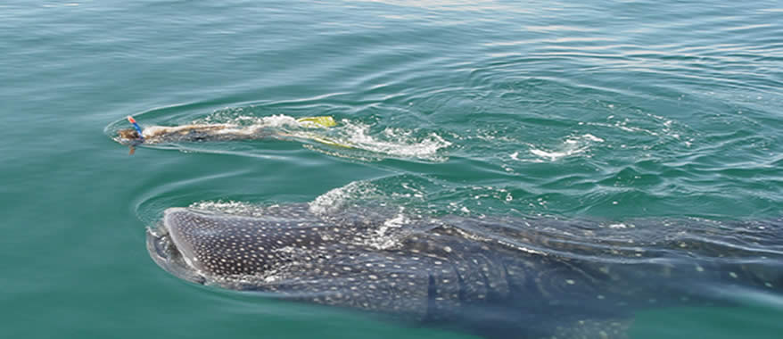 Tour Aéreo a Holbox y Nado con Tiburón Ballena  | Cancun Airplane Toursa